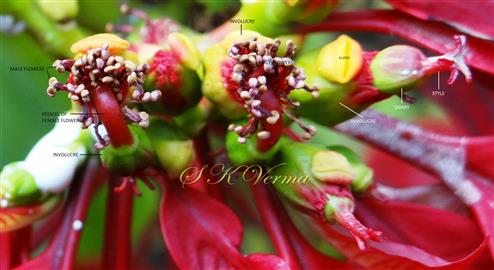  Cyathia with Female and Male flowers
